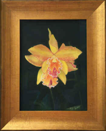 IMG_30901Bellissima IMG_30901Bellissima